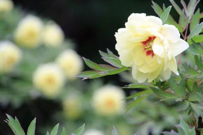 ゴールデンウイークの花めぐり2016＜埼玉県・東松山ぼたん園＞こちらも遅かった！～日本最大級のぼたん園のはずが、すでに散り始めで有料期間終了