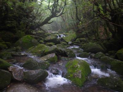 2016年ゴールデンウィーク　3泊4日屋久島旅行③　～白谷雲水峡トレッキング～　