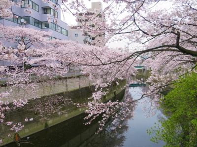 2016 APR 花見の季節の目白台散歩：江戸川公園・椿山荘・東京カテドラル