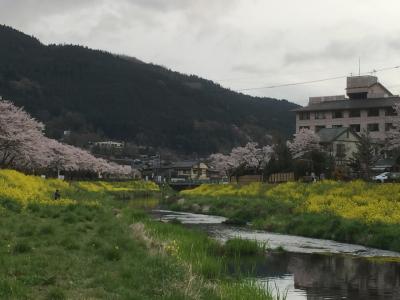 ★桜の咲く川縁を散歩できた湯布院温泉