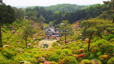 念願の塩船観音寺　もこもこツツジに会いたくて