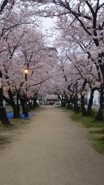 ２０１６年の桜は、長く見ることができました。