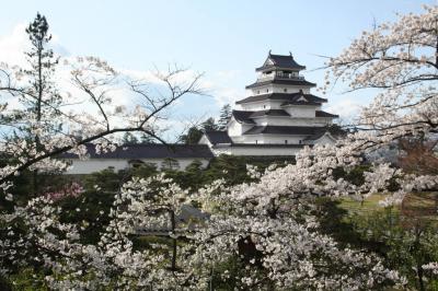 南東北の桜を訪ねる１　会津鶴ヶ城の桜