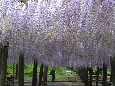 春&#9825;花だより　（河内藤園　　風に揺れる藤）