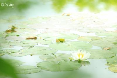クロード・モネの世界へ～～睡蓮の咲く池、北川村「モネの庭」マルモッタン～～