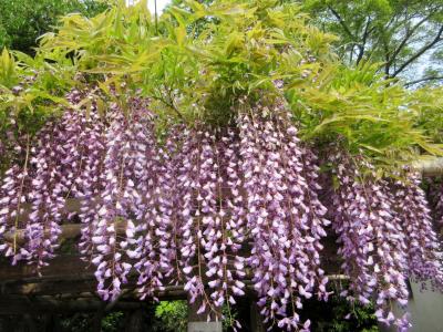 樹齢１２００年の古木　牛島の藤　2016年のゴールデンウィーク