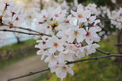 桜満開の広島旅行