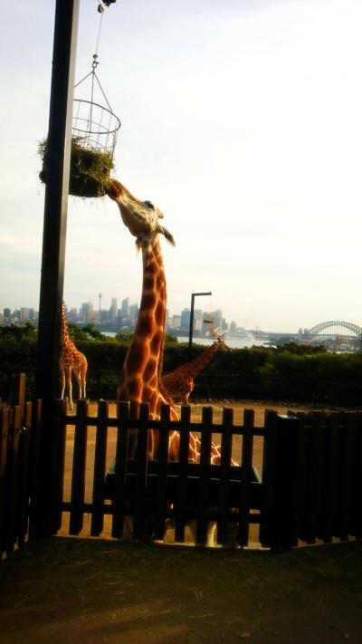 TARONGA ZOO