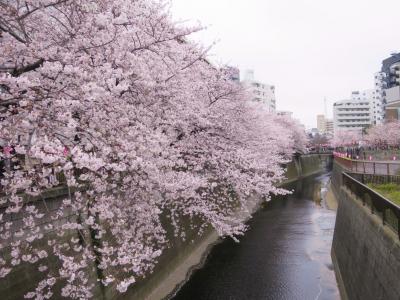 2016 APR カフェがたくさんあるから何度来ても飽きない目黒川の花見