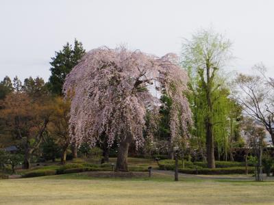 桜追いかけて津軽～三内丸山遺跡と弘前さくらまつり～③