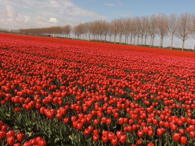 エメロ－ド(Emmeloord)、大自然の中に咲く真っ赤なチュ－リップ畑は見事な眺めでした！