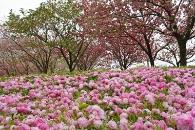 八重桜の青葉の森公園　in　千葉