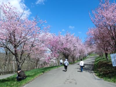 芦別旭ヶ丘公園～桜満開！　まったりと春を満喫、今年最初で最後のお花見です！
