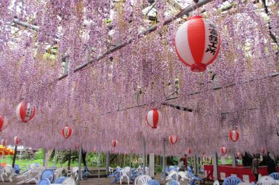 2016年　福岡・筑後と星野村　その１　筑後３つの藤めぐり　八女・黒木の大藤・中山の大藤