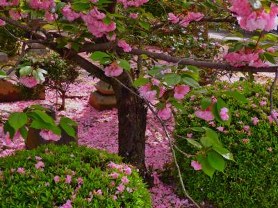 本満寺で満開の牡丹と散り始めた八重桜を観た後はみんなお昼寝中の動物園へ～孫を連れたうららかな春の１日の過ごし方～