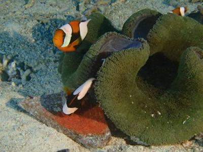 2016*やっぱりANAで行く!GWの那覇に上陸!ちょっと水が冷たかった。