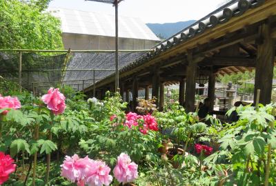 2016春、奈良のお寺の花(7/17)：長谷寺(1)：長岳寺から長谷寺へ、屋根付きの石段