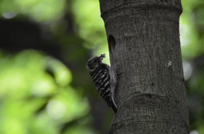 横浜三ッ池公園　野鳥観察会