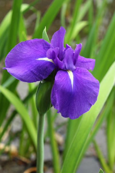 知立無量寿寺は花の寺　今年の花はほんとに早くて　見頃過ぎた感のかきつばたでも♪