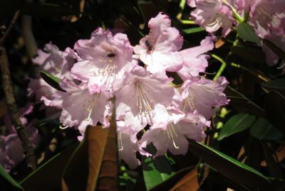 2016春、奈良のお寺の花(17/17)：室生寺(4)：石楠花、五重塔、弥勒堂、金堂、山門