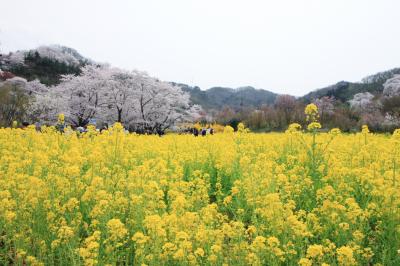 花見山へ花見撮影会