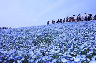 ネモフィラブルーを見に国営ひたち海浜公園へ