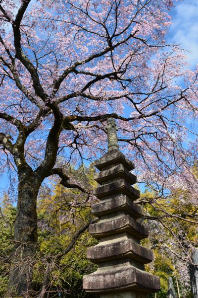 京都の桜散策　　①　～醍醐寺～嵐電桜のトンネル～宇多野付近～