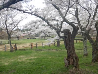 2016 GW  東北の温泉へ　【1】　東北道北上中、小岩井で桜の寄り道