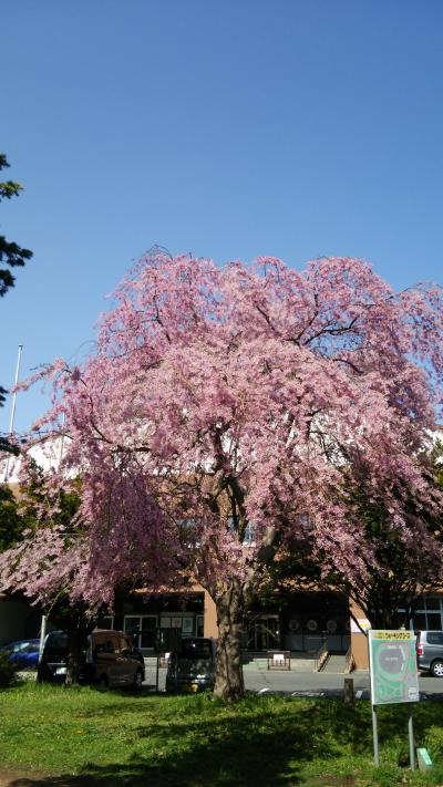 桜が満開の時期に毎年恒例の潮干狩り