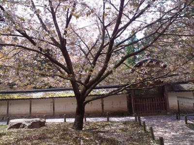 常照皇寺の桜