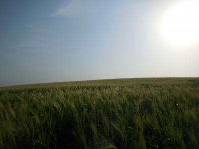 高敞(コチャン）の青麦畑を求めて