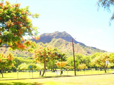 今年も行きたかった!弾丸ハワイ(4)