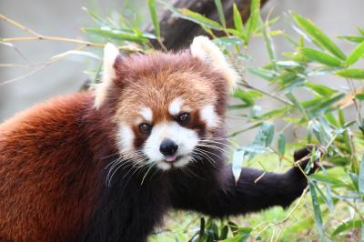 ゴールデンウィーク直後の週末のレッサーパンダ動物園2016＜東北新幹線で行く仙台・八木山動物園＞（２）レッサーパンダ特集（前編）笹の朝ご飯のティエンくんとクルミちゃん＆午前当番のスモモちゃんは目線とシャッターチャンスをたっぷりくれるフォトジェニック・パンダ！