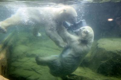 ゴールデンウィーク直後の週末のレッサーパンダ動物園2016＜東北新幹線で行く仙台・八木山動物園＞（４）水中でいちゃいちゃホッキョクグマのカイくんとポーラちゃん＆スマトラトラのアイナちゃん・バユ母さん・クンデくん～魅惑の猛獣類から猛禽類・爬虫類館までくまなく回れた動物いろいろ