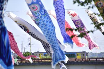 久留里線沿線に広がる初夏の田園風景と小櫃川に泳ぐ鯉のぼりを見に訪れてみた