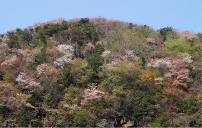 ひとりでまったり～雪入山へ 里山の山桜お花見