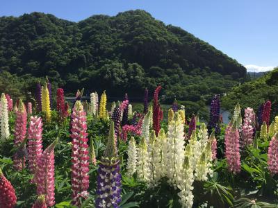 ルピナスが咲く津久井湖城山公園ハイキング