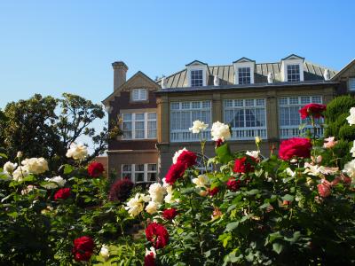 洋館に咲く大輪の薔薇　旧古河庭園、鳩山会館