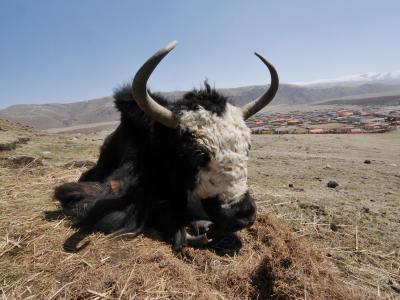 豪華、カンゼ・チベットの旅　３