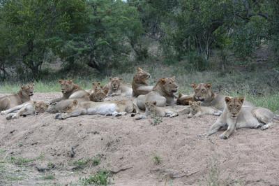 Timbavati6泊のメガプライドに出会えた過去最高のサファリ