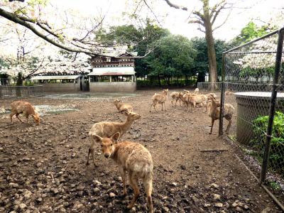 三嶋大社の付帯施設　三島市佐野体験農園の土造り