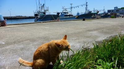 【猫に癒されに、福岡の猫の島である《相島》へ （相島で出会った猫たちと、漁村の風景 前編)】