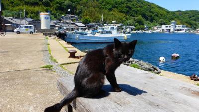 【猫に癒されに、福岡の猫の島である《相島》へ （相島で出会った猫たちと、漁村の風景 後編）】