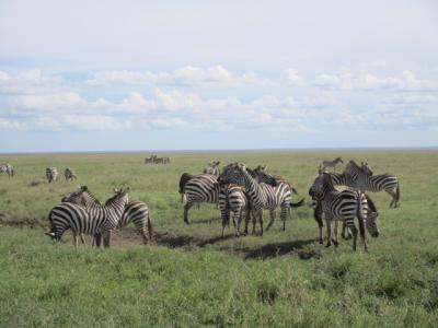 【2016年5月】タンザニア旅行記(1of4,セレンゲティ国立公園編)