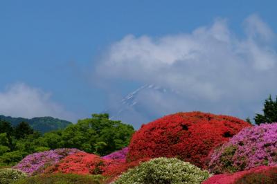 箱根　山のホテル　つつじ　見事に咲いて　上