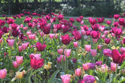 花が咲き乱れる５月のヨーテボリ