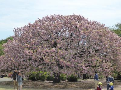 優雅な春の「新宿御苑」♪　Vol1　八重桜が満開♪　