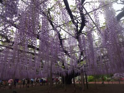 ひたち海浜公園とあしかがフラワーパークの天然記念物の大藤や白藤を楽しむ