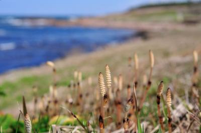 妻の誕生日にキャンプ（休暇村越前三国オートキャンプ場）