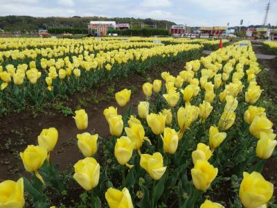 チューリップを見て「民俗博物館」を見学